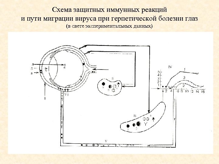Схема защитных иммунных реакций и пути миграции вируса при герпетической болезни глаз (в свете