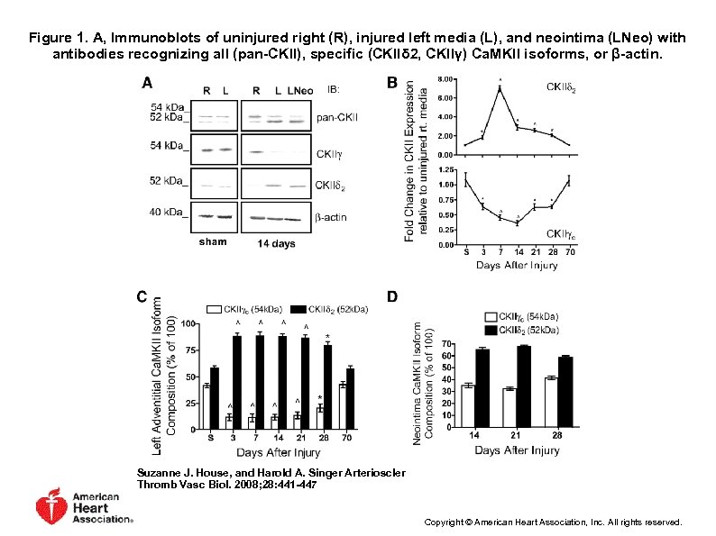 Figure 1. A, Immunoblots of uninjured right (R), injured left media (L), and neointima