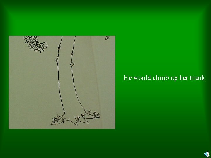 He would climb up her trunk 