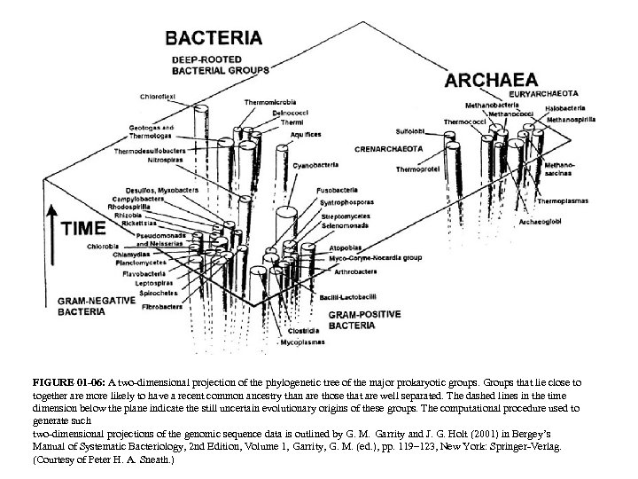 FIGURE 01 -06: A two-dimensional projection of the phylogenetic tree of the major prokaryotic