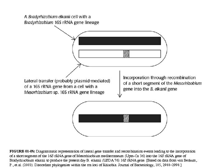 FIGURE 01 -08: Diagrammatic representation of lateral gene transfer and recombination events leading to