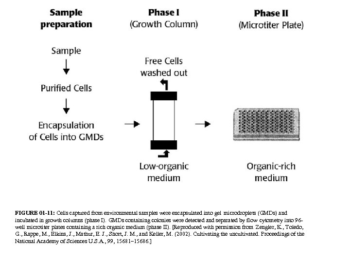 FIGURE 01 -11: Cells captured from environmental samples were encapsulated into gel microdroplets (GMDs)