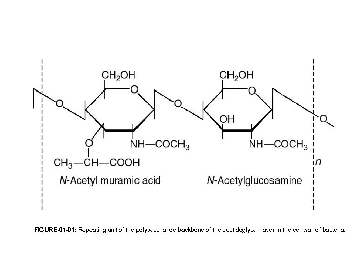 FIGURE-01 -01: Repeating unit of the polysaccharide backbone of the peptidoglycan layer in the