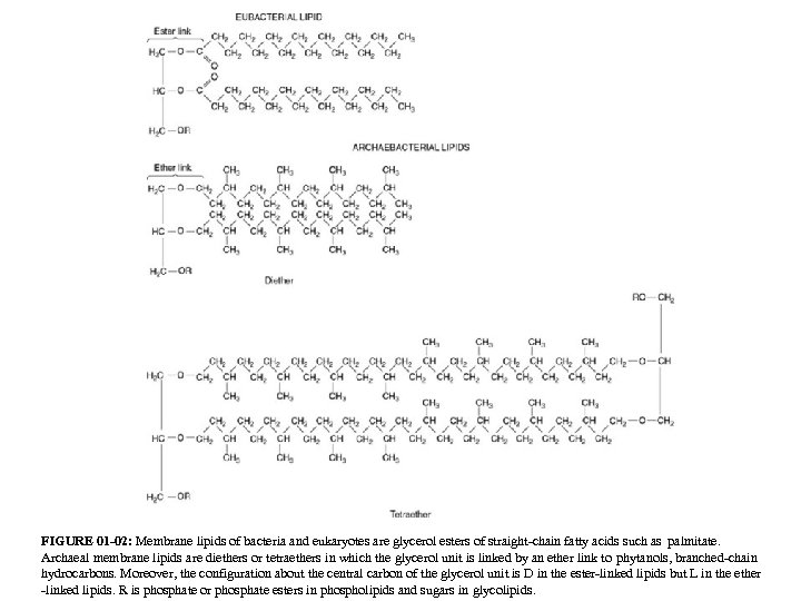 FIGURE 01 -02: Membrane lipids of bacteria and eukaryotes are glycerol esters of straight-chain