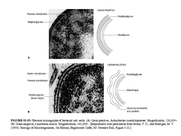 FIGURE 01 -03: Electron micrographs of bacterial cell walls. (A) Gram-positive, Arthrobacter crystallopoietes. Magnification,