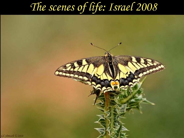 The scenes of life: Israel 2008 