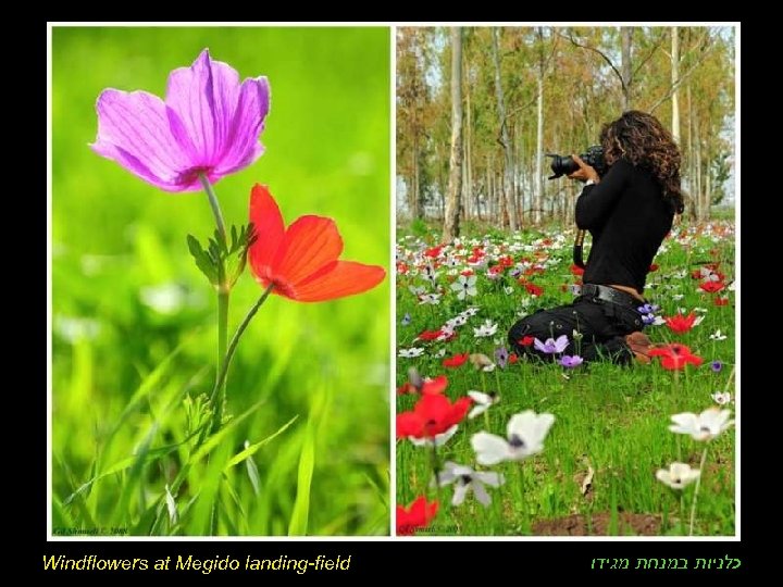 Windflowers at Megido landing-field כלניות במנחת מגידו 