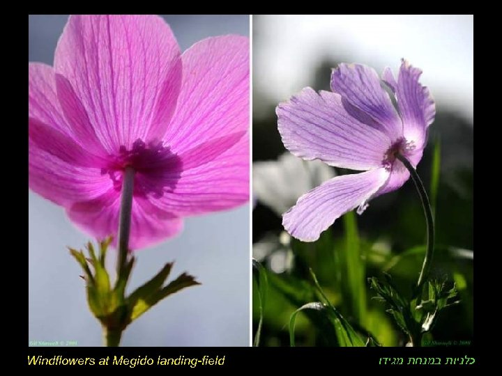 Windflowers at Megido landing-field כלניות במנחת מגידו 