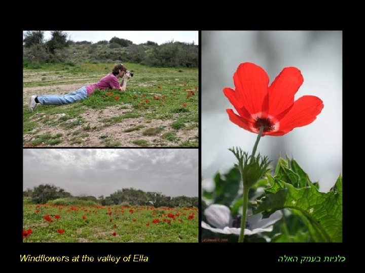 Windflowers at the valley of Ella כלניות בעמק האלה 