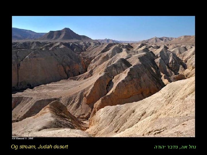 Og stream, Judah desert נחל אוג, מדבר יהודה 