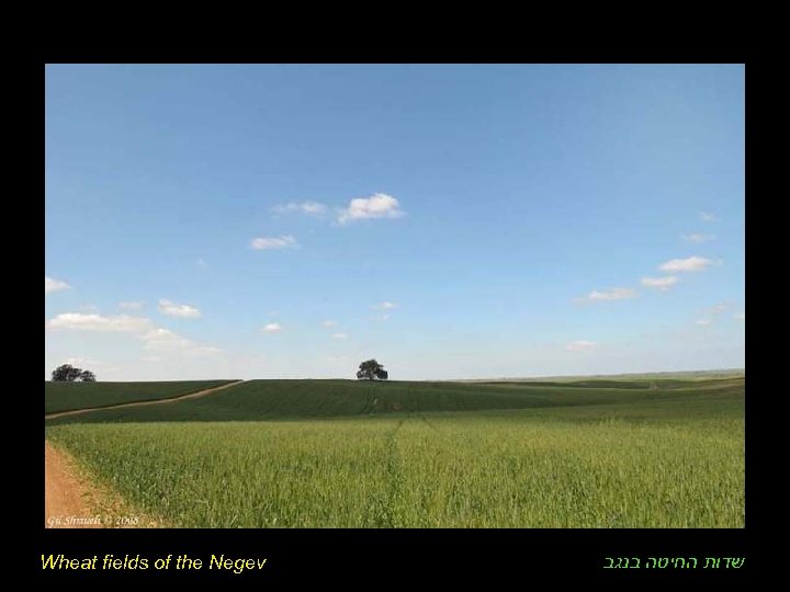 Wheat fields of the Negev שדות החיטה בנגב 