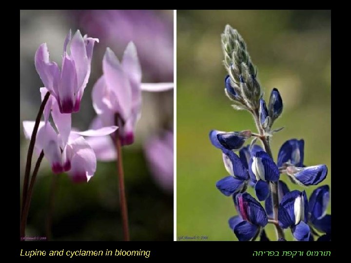 Lupine and cyclamen in blooming תורמוס ורקפת בפריחה 