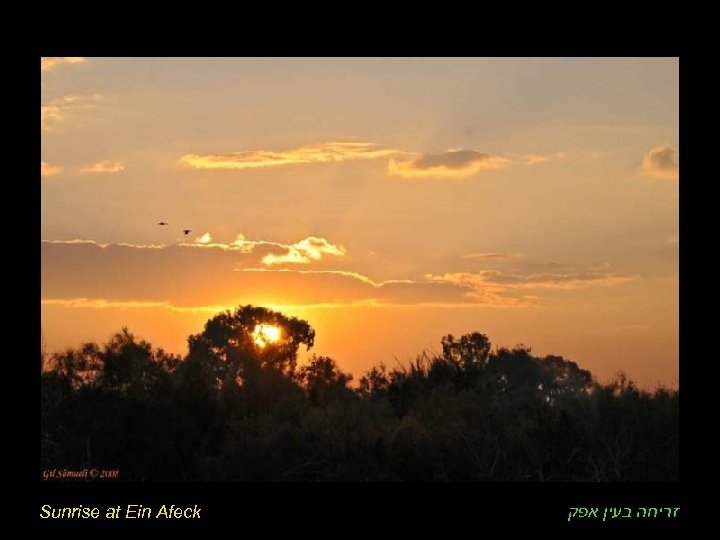 Sunrise at Ein Afeck זריחה בעין אפק 