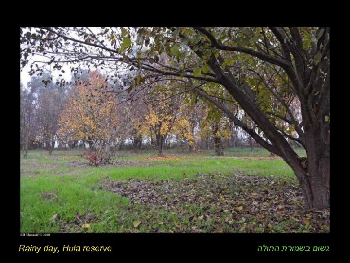 Rainy day, Hula reserve גשום בשמורת החולה 