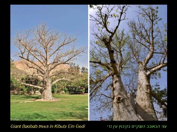 Giant Baobab trees in Kibutz Ein Gedi עצי הבאובב הענקיים בקיבוץ עין גדי 