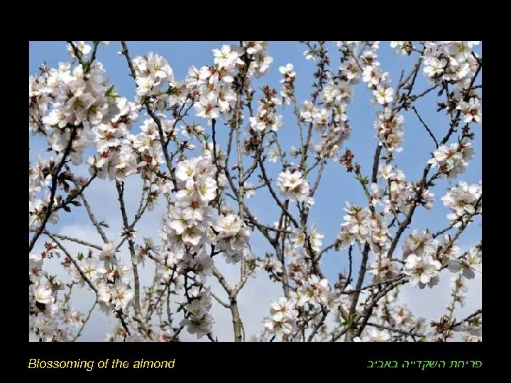 Blossoming of the almond פריחת השקדייה באביב 