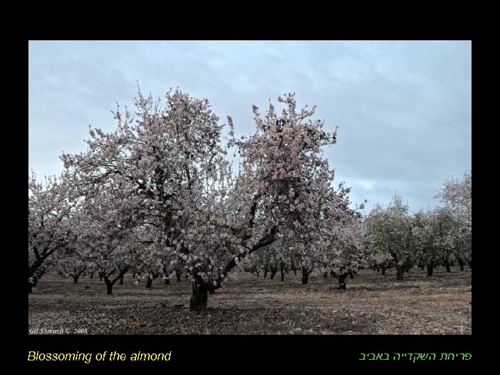 Blossoming of the almond פריחת השקדייה באביב 