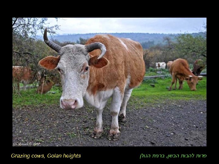 Grazing cows, Golan heights פרות להבות הבשן, ברמת הגולן 