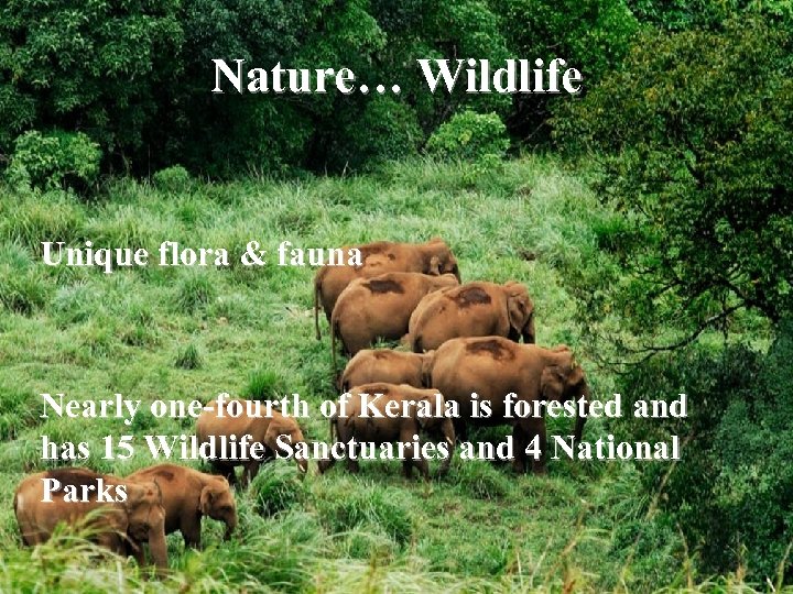 Nature… Wildlife Unique flora & fauna Nearly one-fourth of Kerala is forested and has