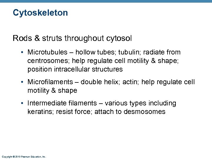 Cytoskeleton Rods & struts throughout cytosol • Microtubules – hollow tubes; tubulin; radiate from