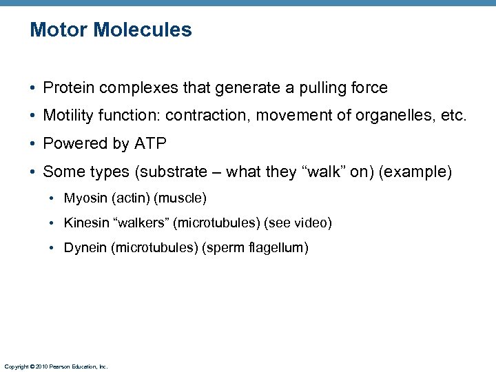 Motor Molecules • Protein complexes that generate a pulling force • Motility function: contraction,