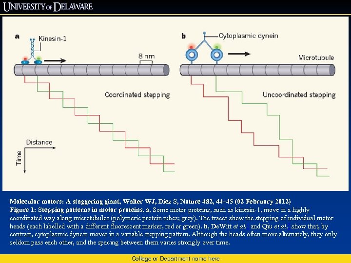 Molecular motors: A staggering giant, Walter WJ, Diez S, Nature 482, 44– 45 (02