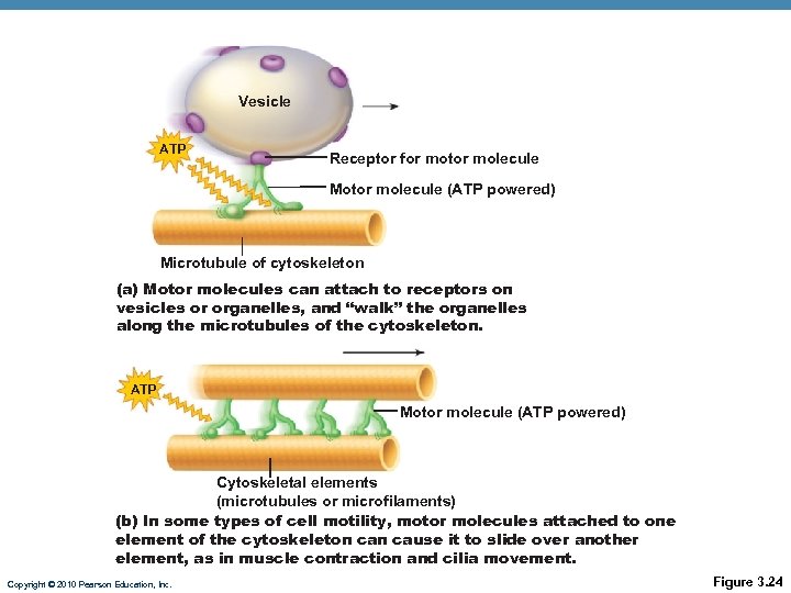 Vesicle ATP Receptor for motor molecule Motor molecule (ATP powered) Microtubule of cytoskeleton (a)