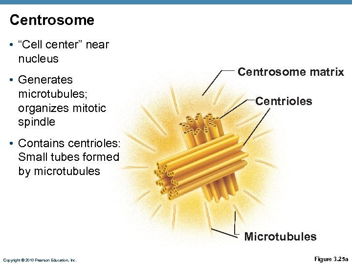 Centrosome • “Cell center” near nucleus • Generates microtubules; organizes mitotic spindle Centrosome matrix