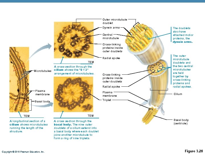 Outer microtubule doublet Dynein arms Central microtubule Cross-linking proteins inside outer doublets Radial spoke