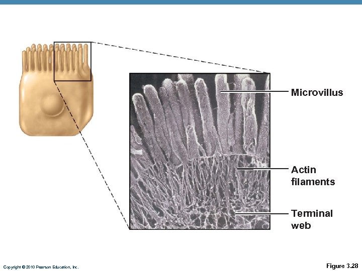 Microvillus Actin filaments Terminal web Copyright © 2010 Pearson Education, Inc. Figure 3. 28