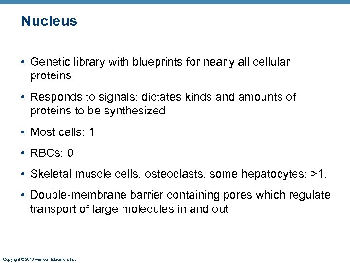 Nucleus • Genetic library with blueprints for nearly all cellular proteins • Responds to