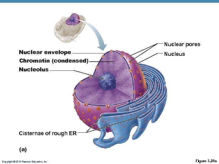 Nuclear pores Nuclear envelope Chromatin (condensed) Nucleus Nucleolus Cisternae of rough ER (a) Copyright