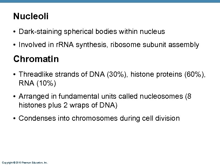 Nucleoli • Dark-staining spherical bodies within nucleus • Involved in r. RNA synthesis, ribosome