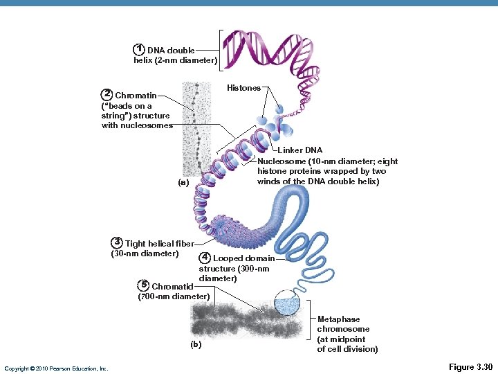 1 DNA double helix (2 -nm diameter) Histones 2 Chromatin (“beads on a string”)