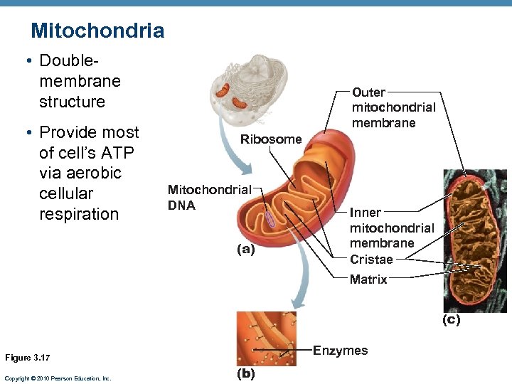 Mitochondria • Doublemembrane structure • Provide most of cell’s ATP via aerobic cellular respiration