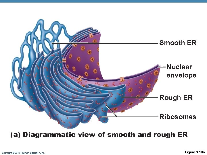 Smooth ER Nuclear envelope Rough ER Ribosomes (a) Diagrammatic view of smooth and rough