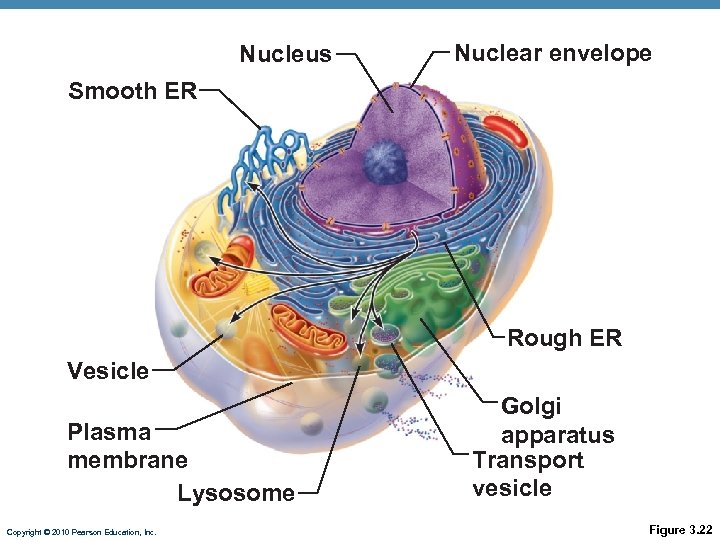 Nucleus Nuclear envelope Smooth ER Rough ER Vesicle Plasma membrane Lysosome Copyright © 2010