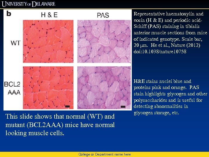 Representative haematoxylin and eosin (H & E) and periodic acid. Schiff (PAS) staining in