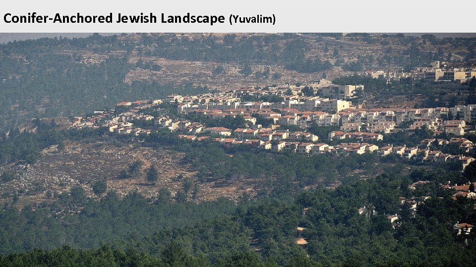 Conifer-Anchored Jewish Landscape (Yuvalim) 