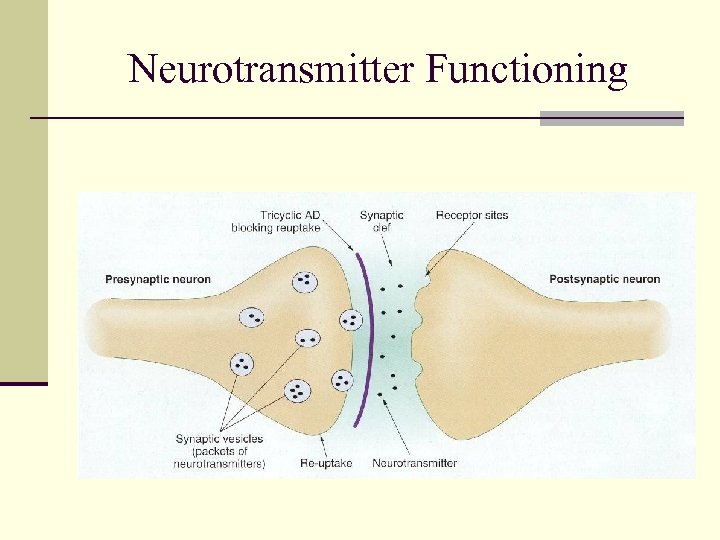 Neurotransmitter Functioning 