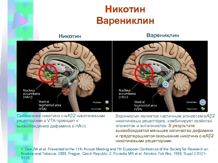 Никотин Варениклин Никотин Связывание никотина с 4 2 никотиновыми рецепторами в VTA приводит к