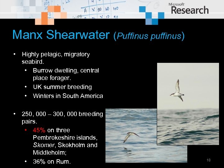 Manx Shearwater (Puffinus puffinus) • Highly pelagic, migratory seabird. • Burrow dwelling, central place