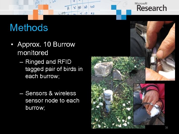 Methods • Approx. 10 Burrow monitored – Ringed and RFID tagged pair of birds