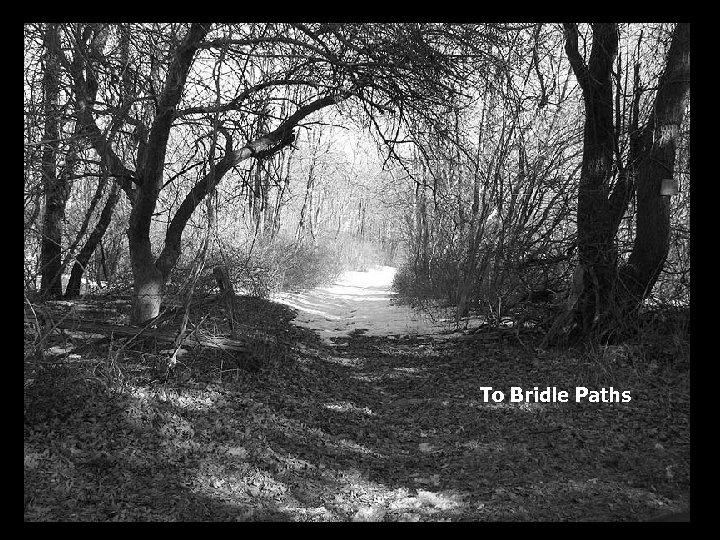 To Bridle Paths 