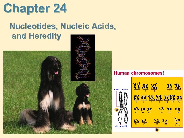 Chapter 24 Nucleotides, Nucleic Acids, and Heredity 