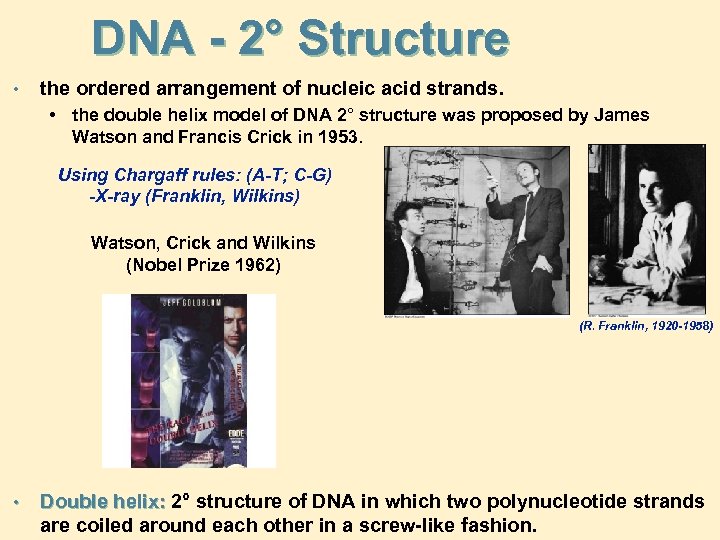DNA - 2° Structure • the ordered arrangement of nucleic acid strands. • the