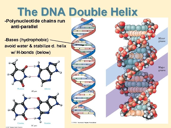 The DNA Double Helix -Polynucleotide chains run anti-parallel -Bases (hydrophobic) avoid water & stabilize