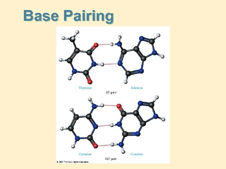 Base Pairing 