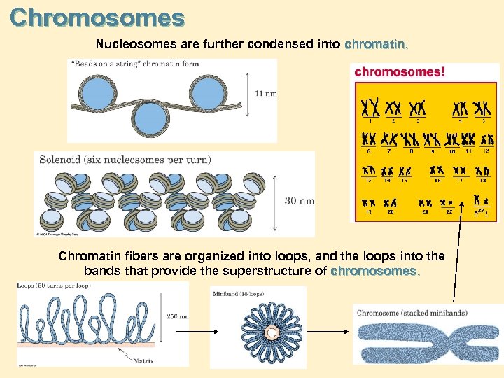 Chromosomes Nucleosomes are further condensed into chromatin. Chromatin fibers are organized into loops, and