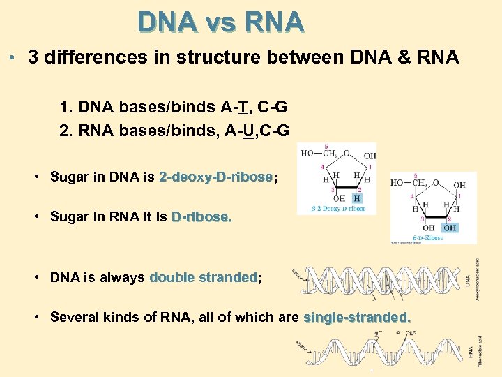 DNA vs RNA • 3 differences in structure between DNA & RNA 1. DNA